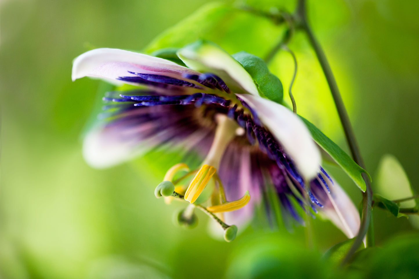 Passion Flower's Confidence