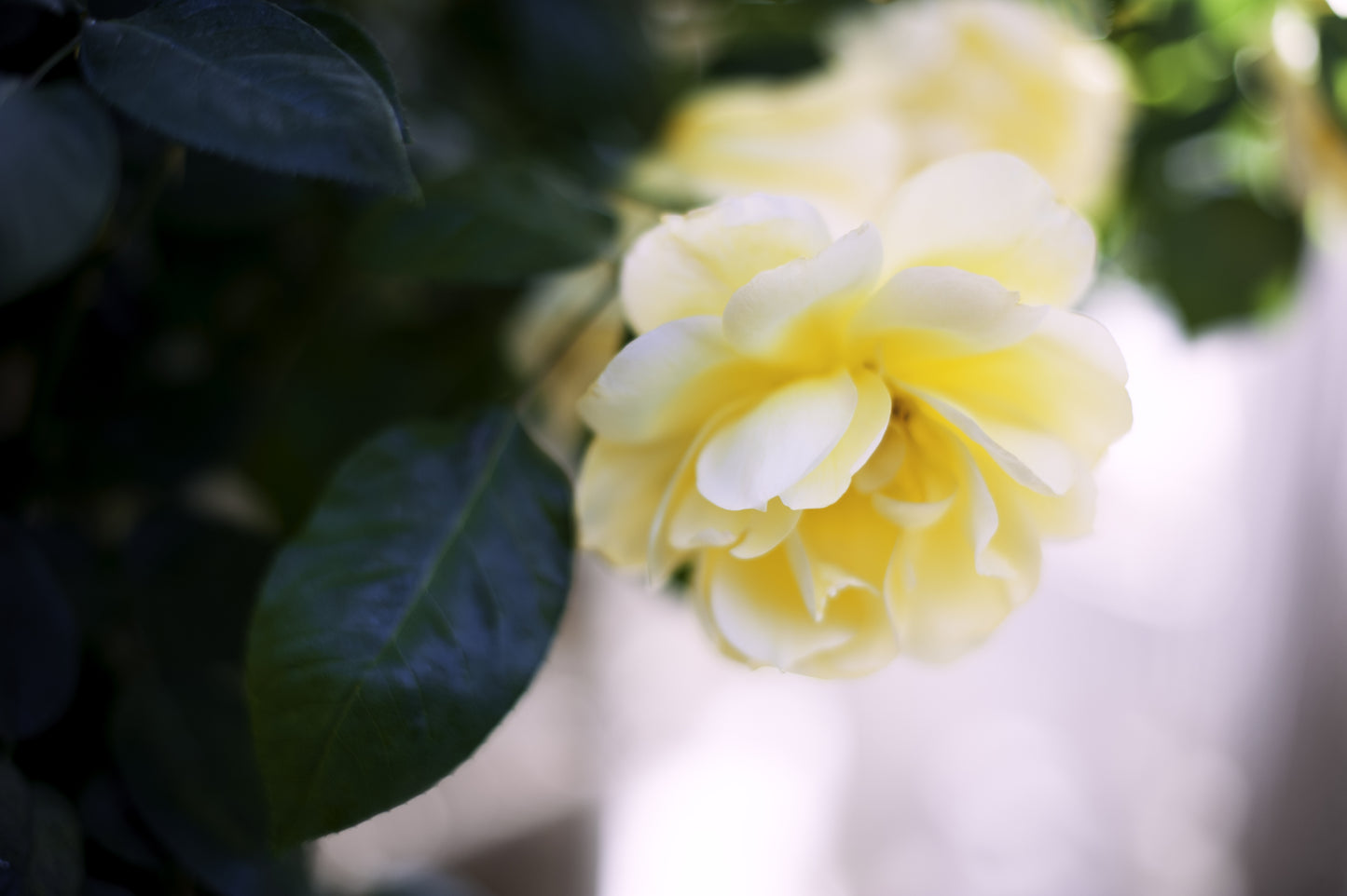 Yellow is Her Name