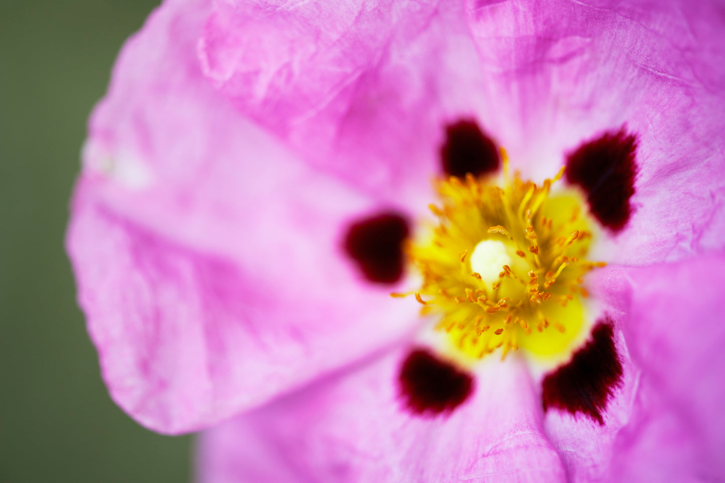 Orchid Rockrose's Features