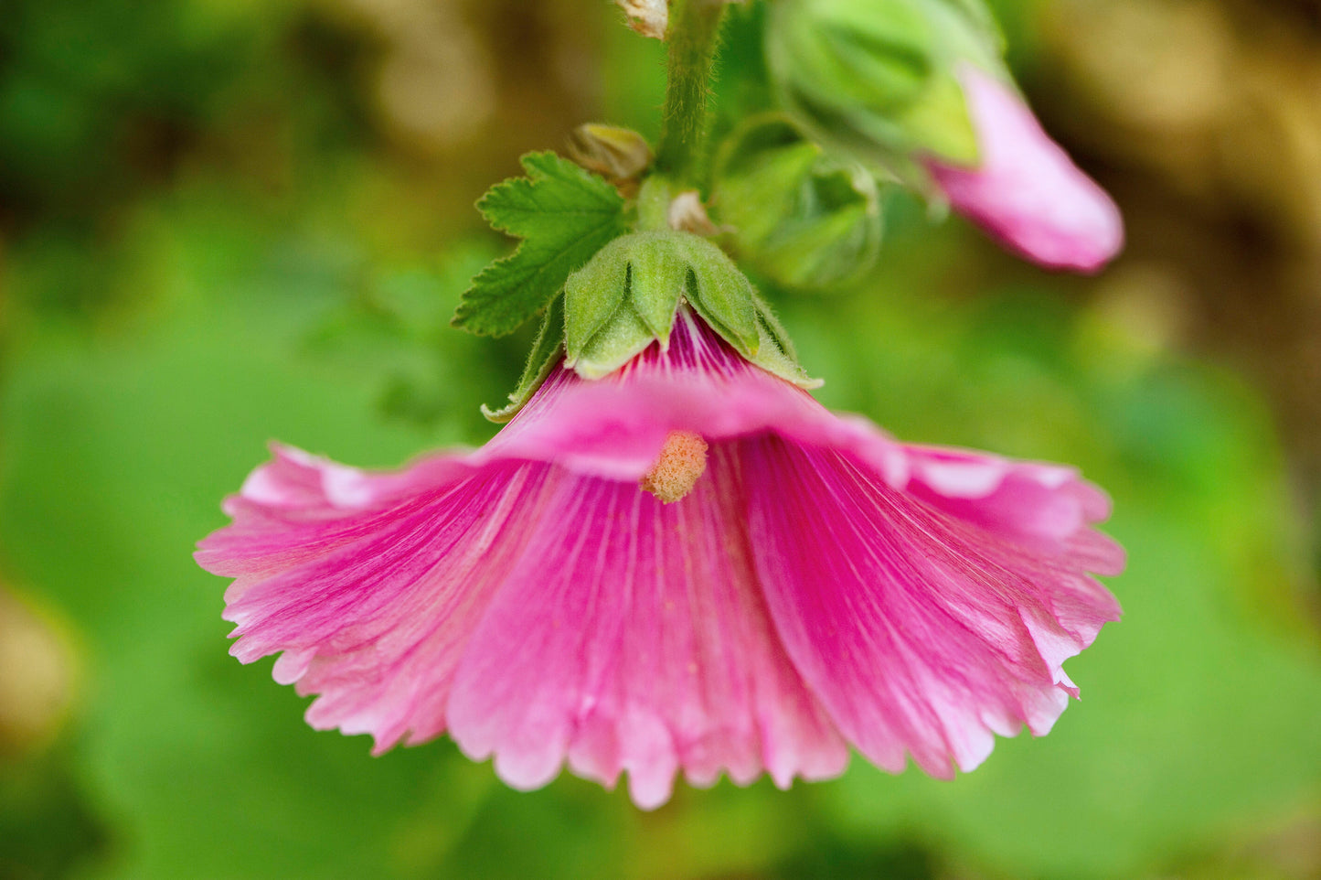 Hollyhock's Ruffled Ensemble