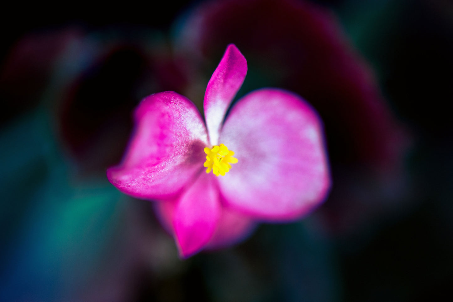 Begonia's Spotlight