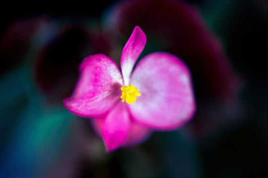 Begonia's Spotlight