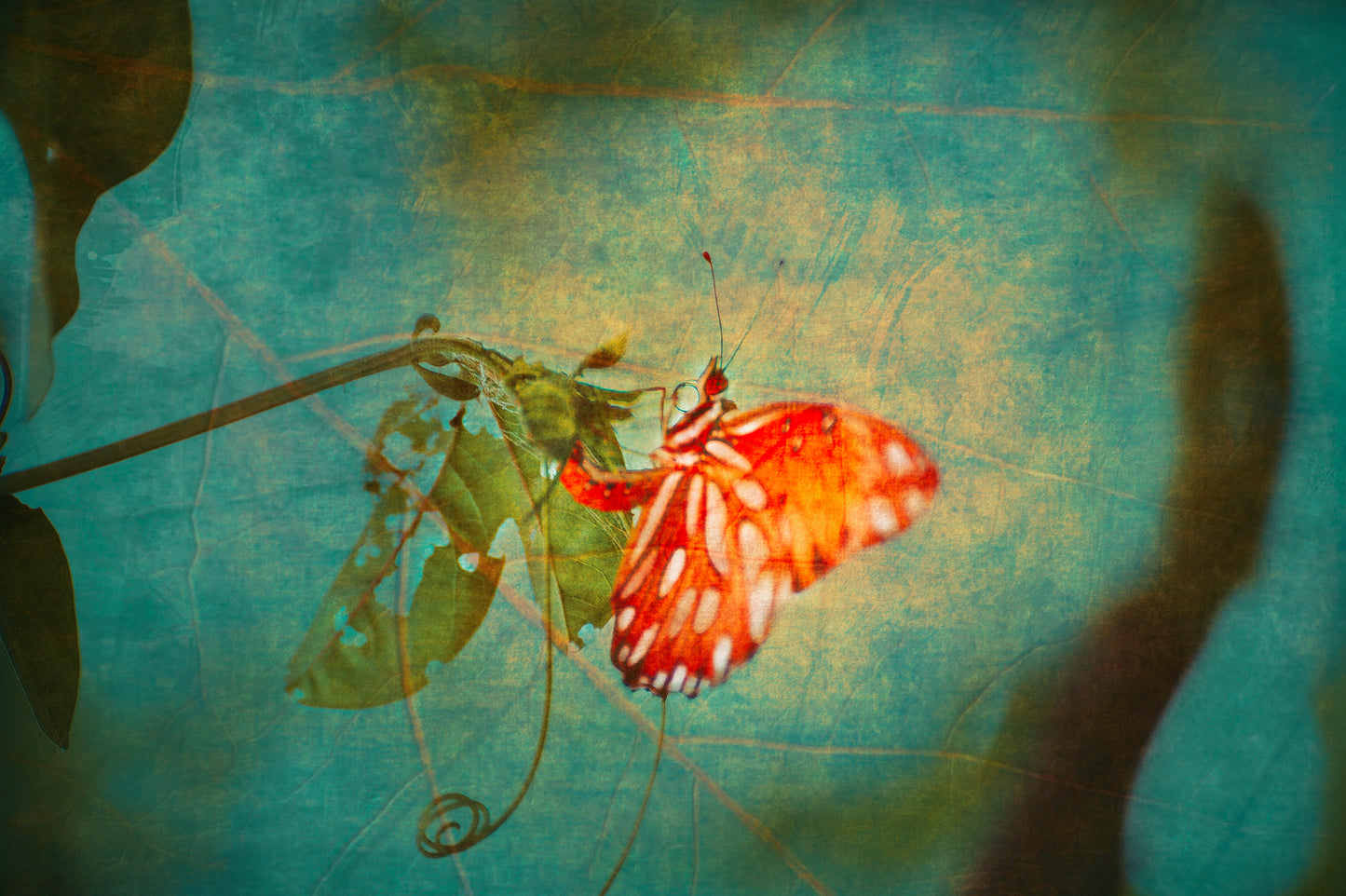 Butterfly Kisses