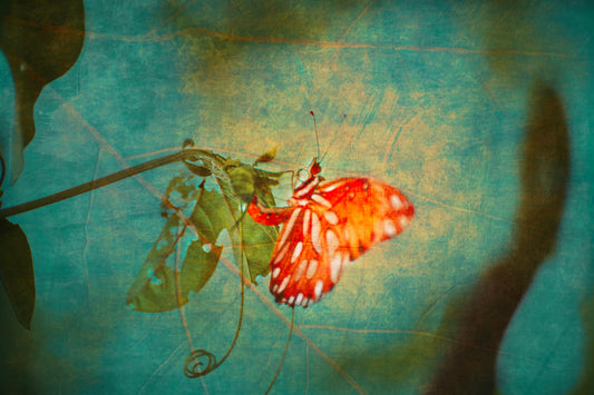 Butterfly Kisses