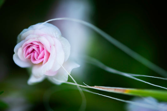 Delicately Lovely III