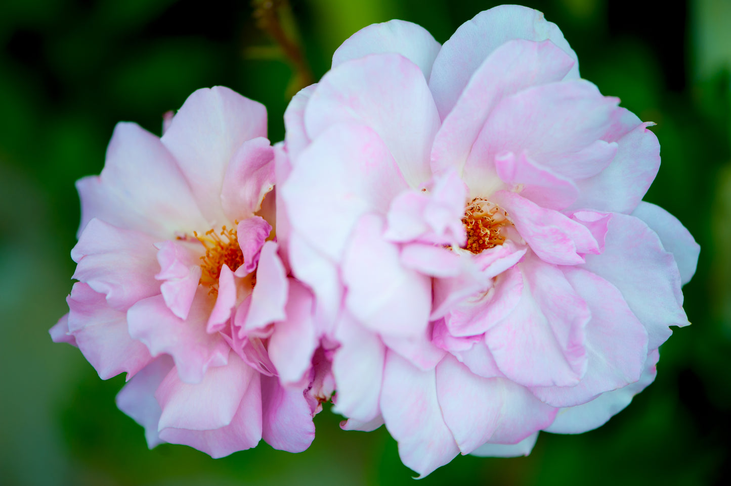 Delicately Lovely IV