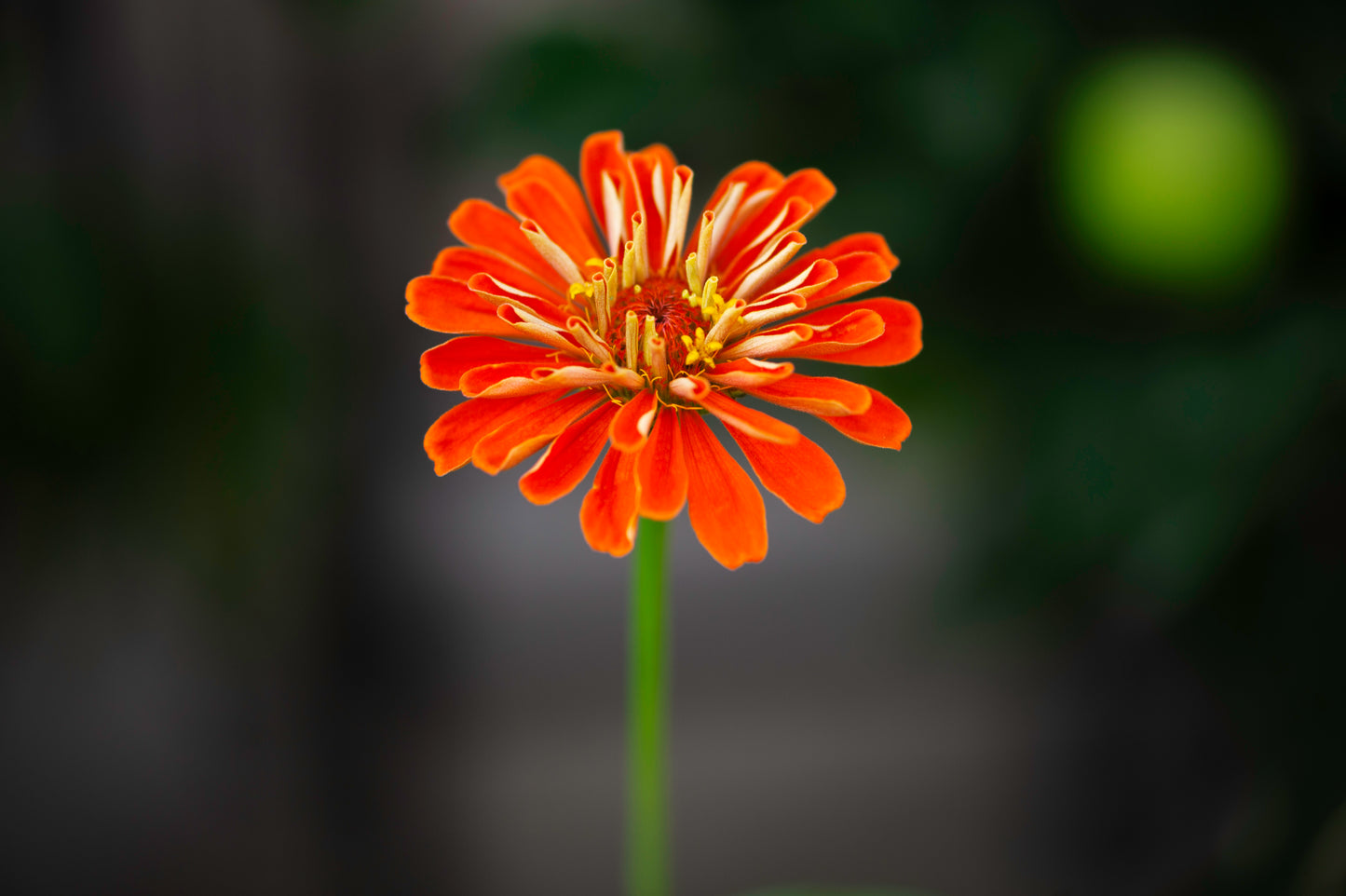 Zinnia in the Sunlight