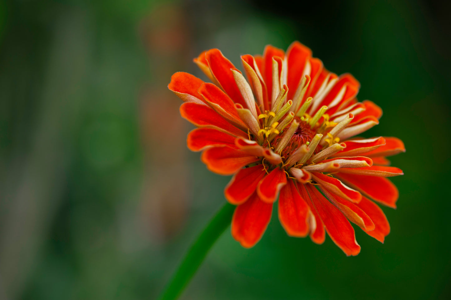 Zinnia's Profile