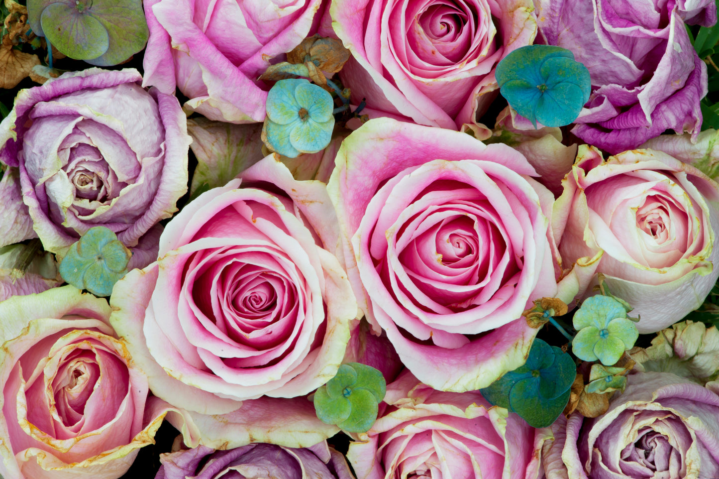 Roses and Hydrangeas Party Delight