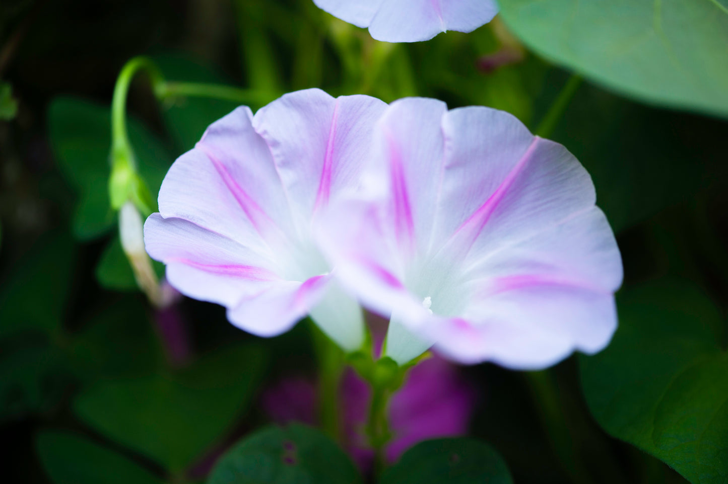 Morning Glories