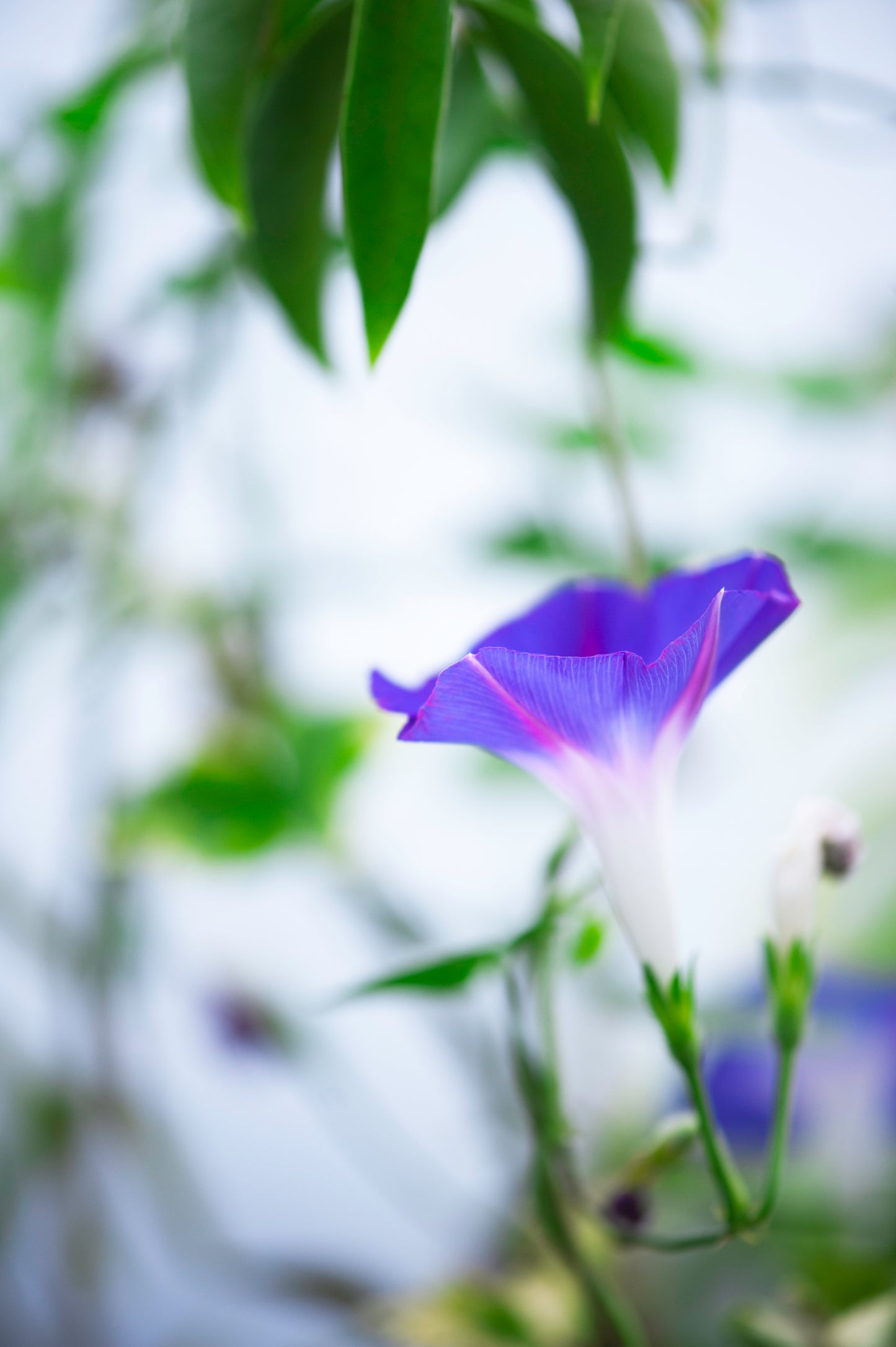 Morning Glory Stretching to the Heavens