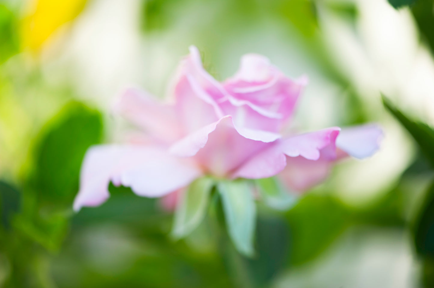 Pink's Delicate Nature