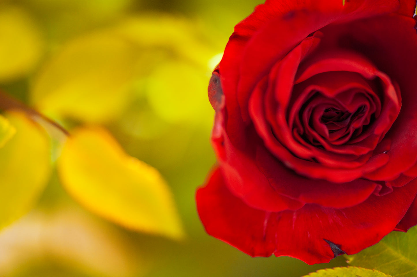 Red Loves Yellow