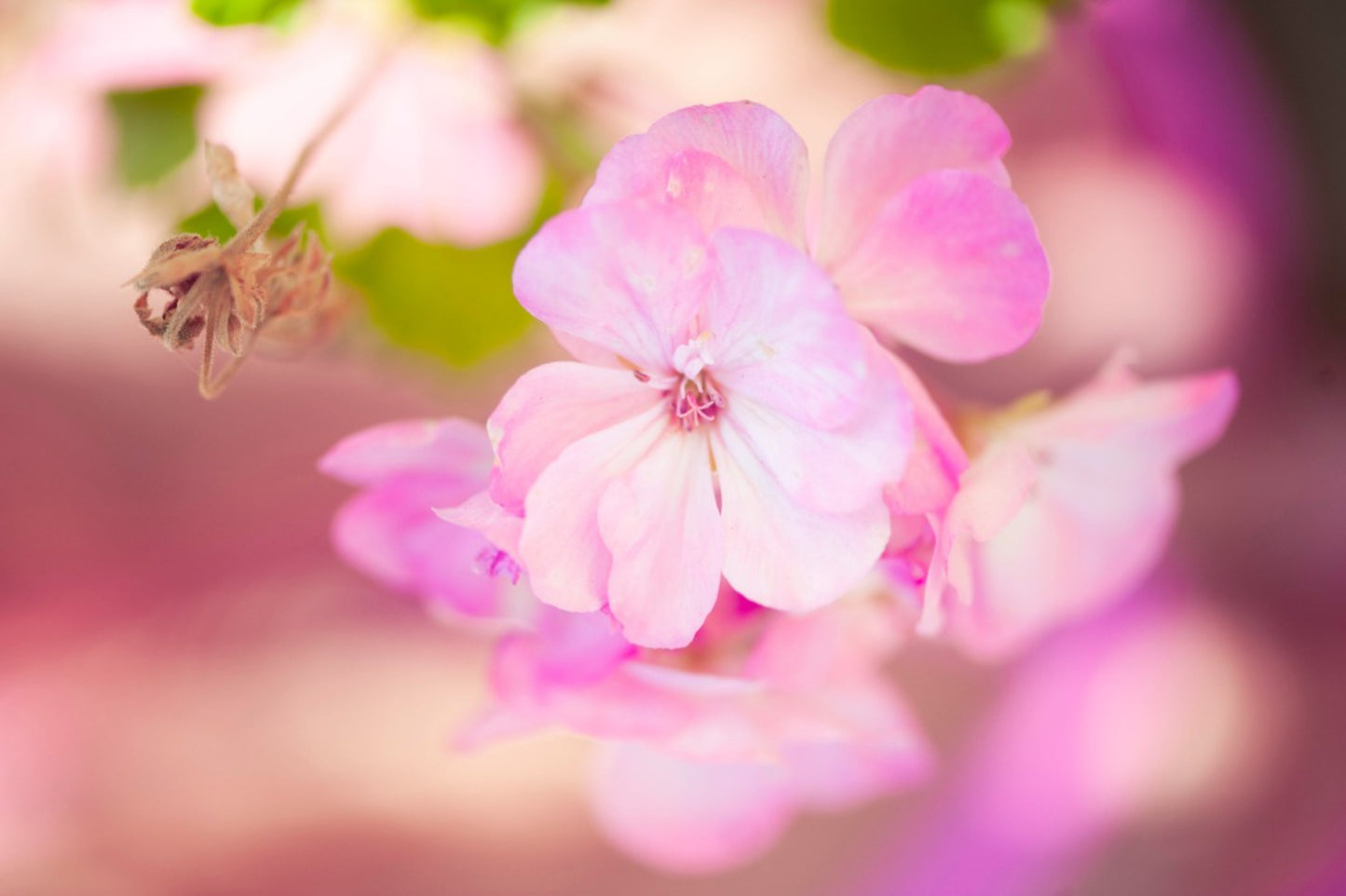 Blushing Geraniums