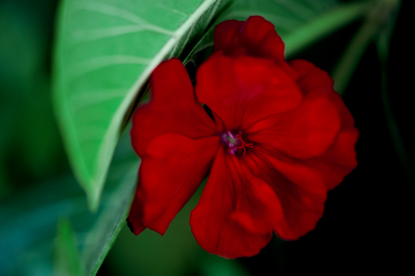 Geranium Enjoying Some Guavas