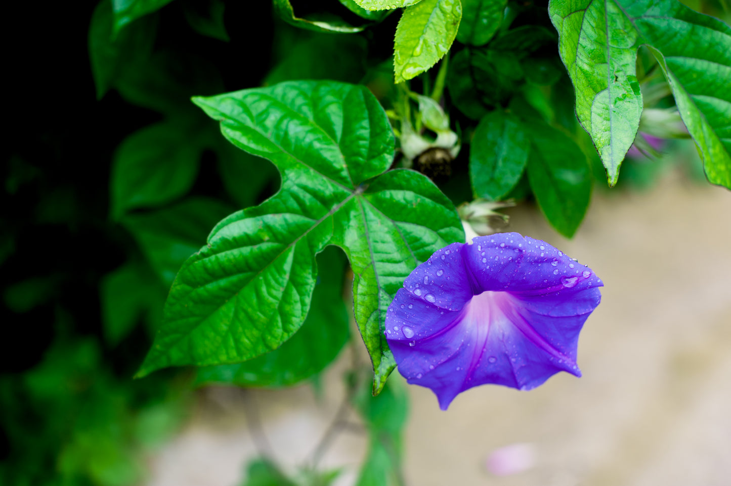 Morning Glory's Whisper