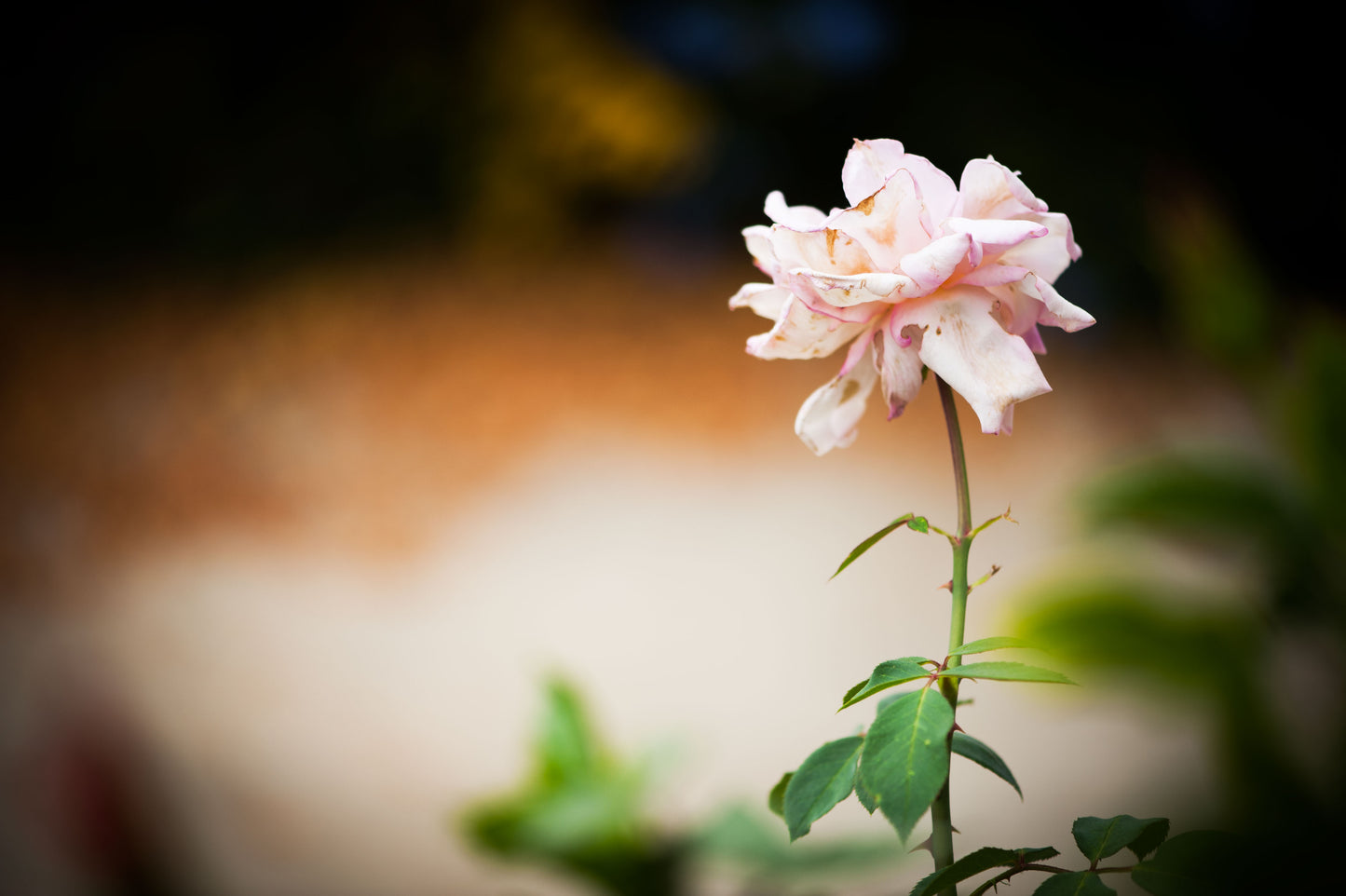 Standing Tall with Confidence