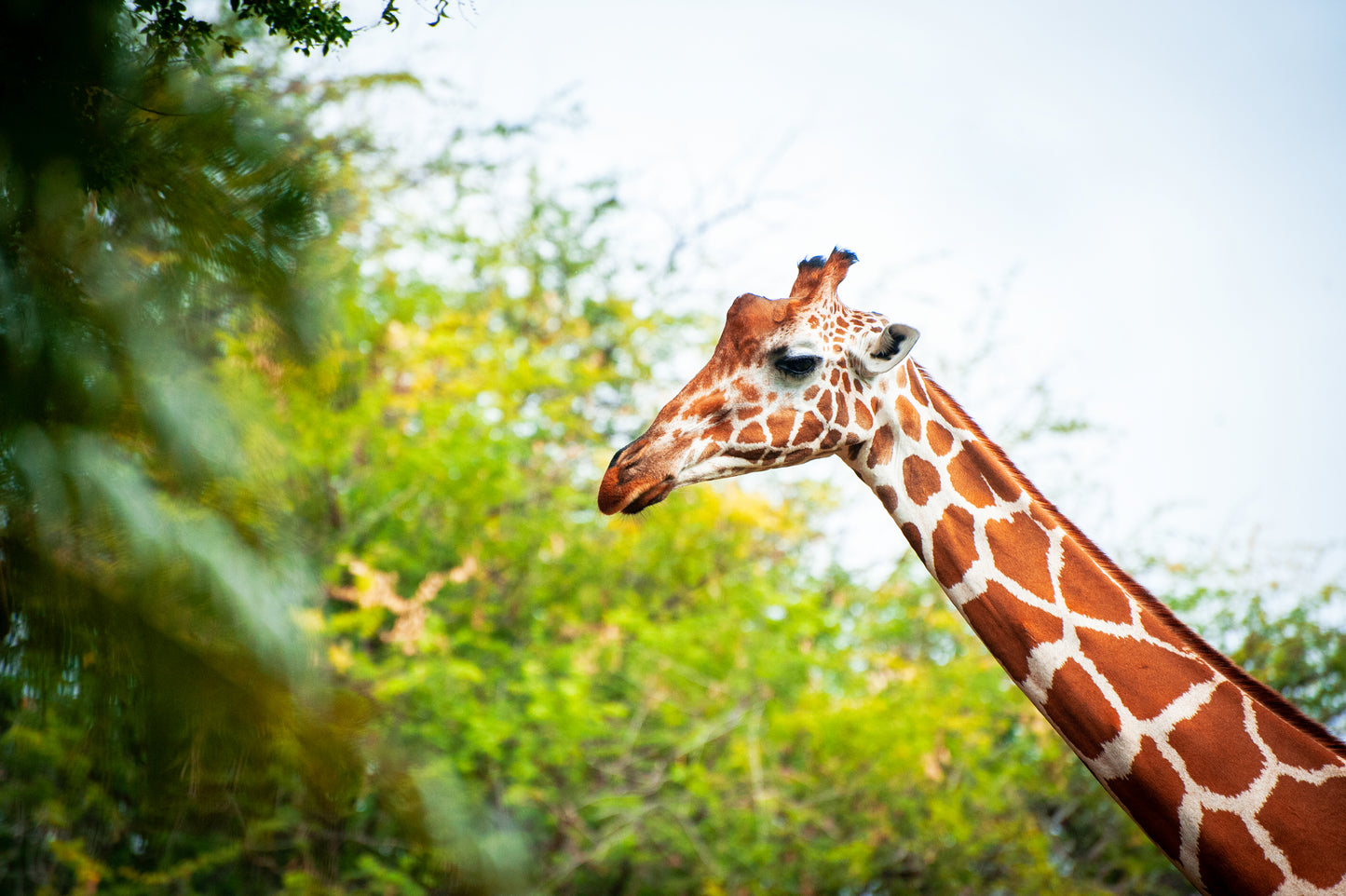 Giraffee? Yep...That's Right!