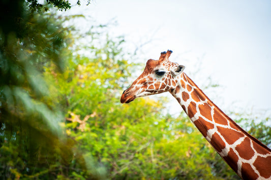 Giraffee?  Yep...That's Right!
