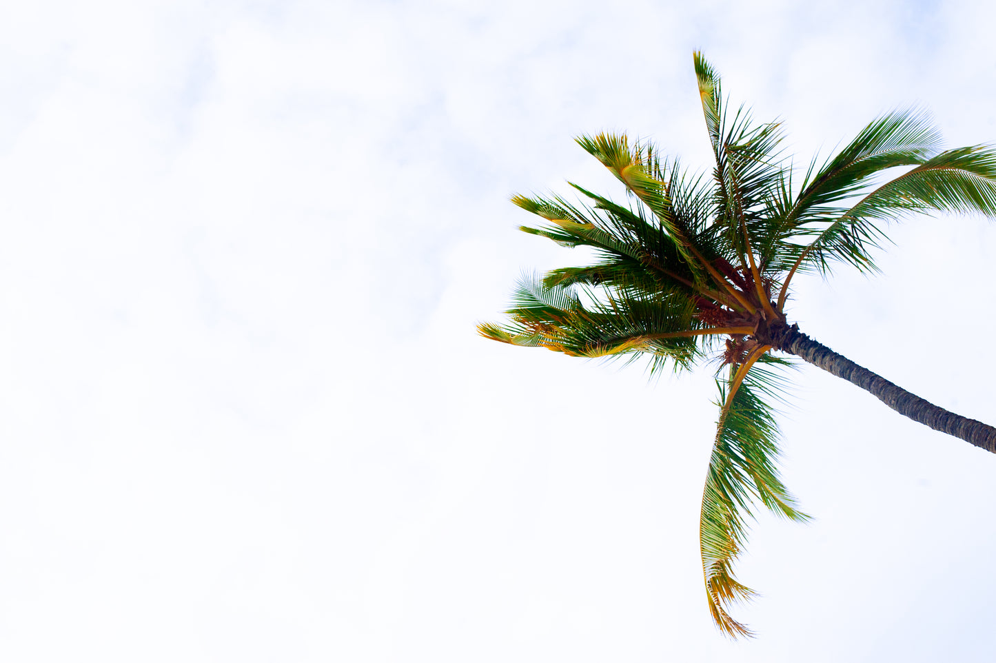 Palmee