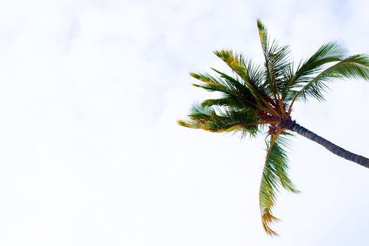 Palmee
