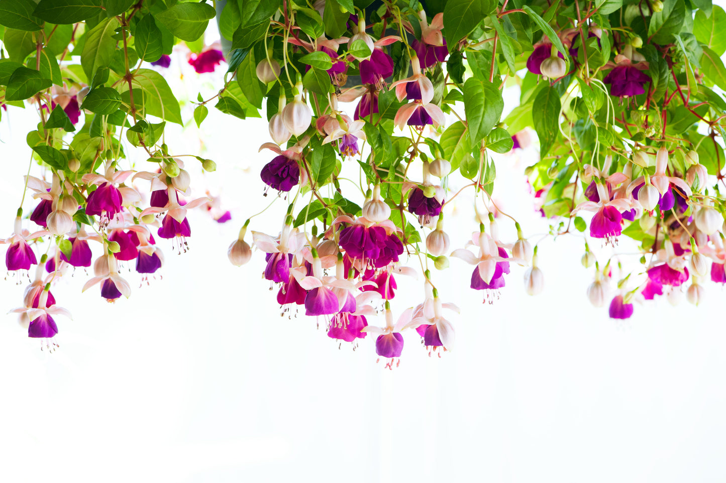 Fuchsias' Wave