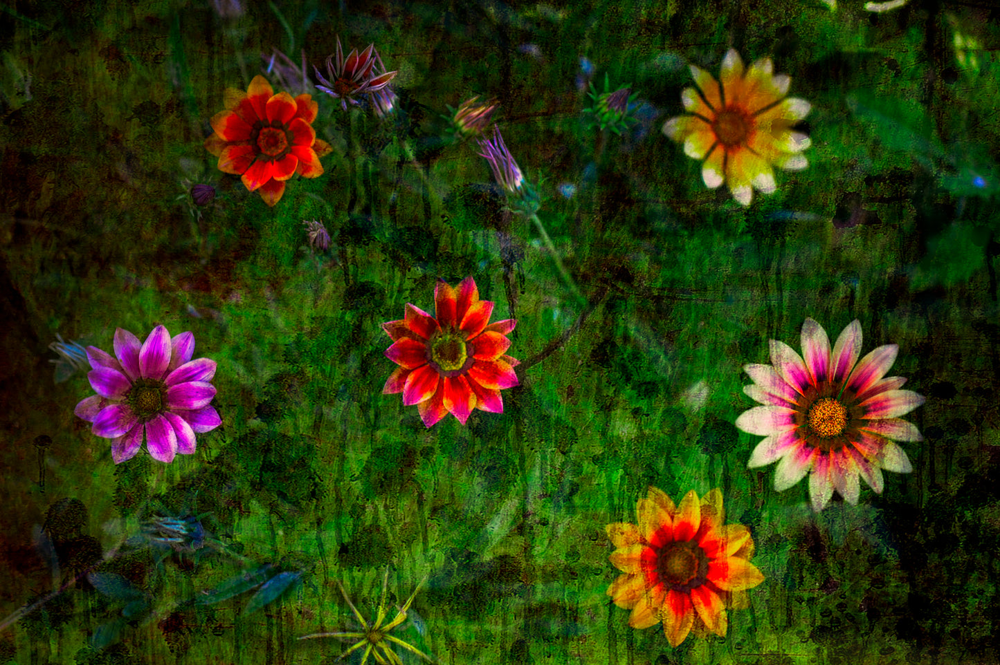 Gazanias Galore