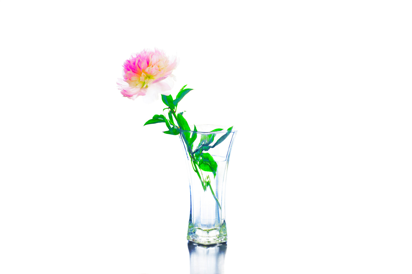 Peony