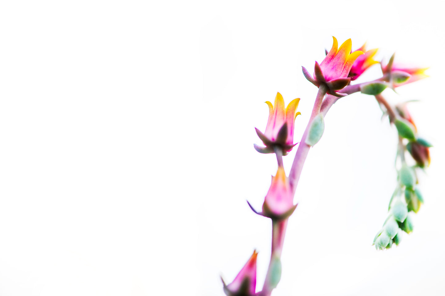 Succulent Blossoms