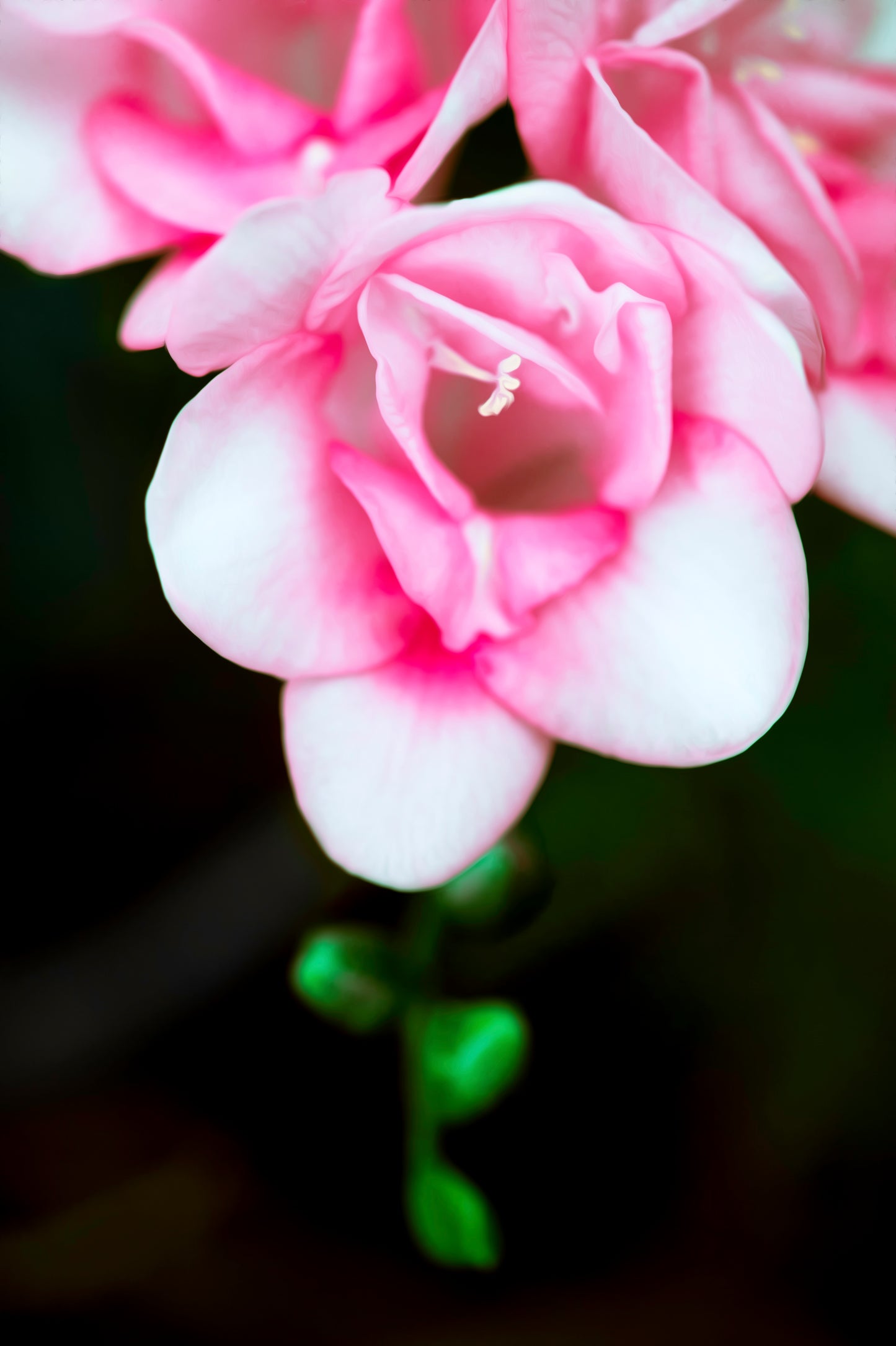 Lady Bank's Roses & Camellia