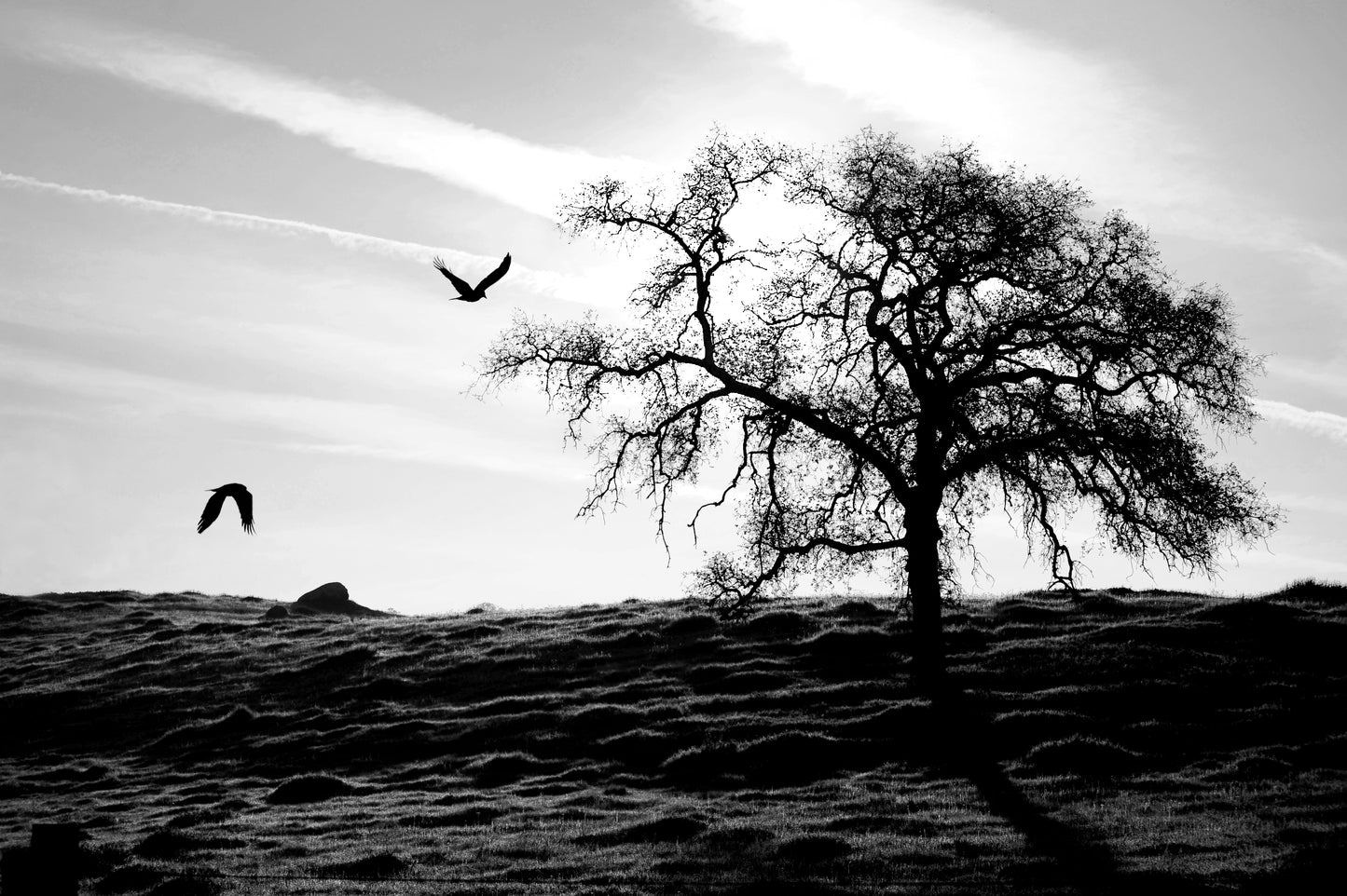 Birds Flying Towards the Majestic Oak Tree at Dawn