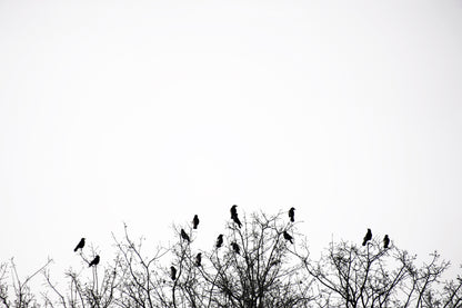 Birds Atop Trees
