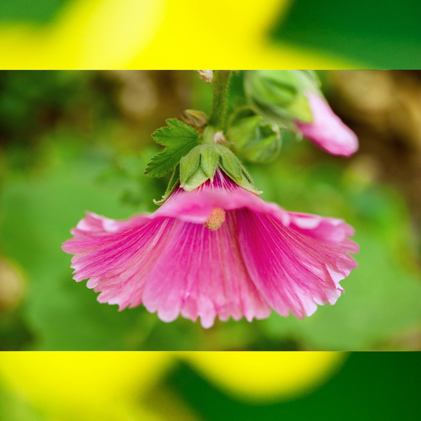 Dogwood & Hollyhock