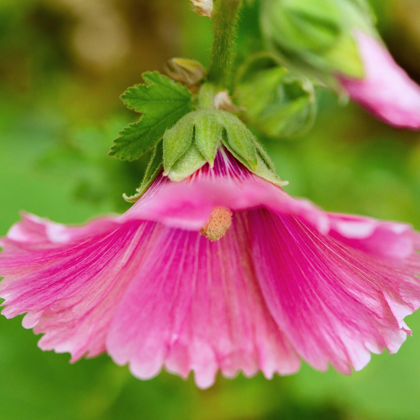 Dogwood & Hollyhock III