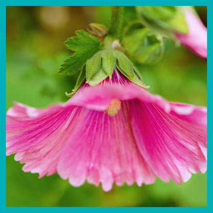 Dogwood & Hollyhock IV