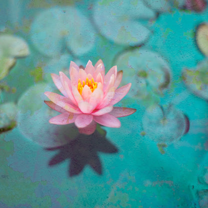 Lotus & Bird Atop Pomegranate Tree III