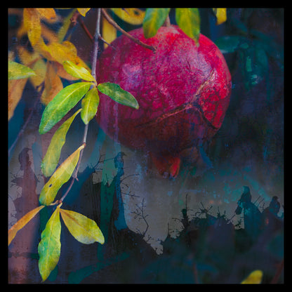 Beauty of a Pomegranate IV