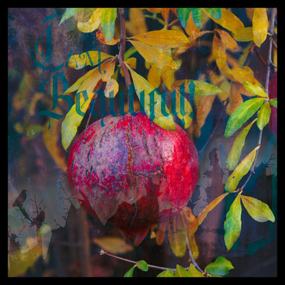 Beauty of a Pomegranate II