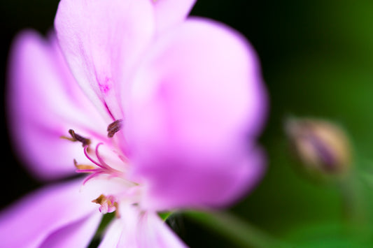 Geranium's Beauty