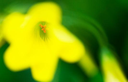 Pretty in Yellow