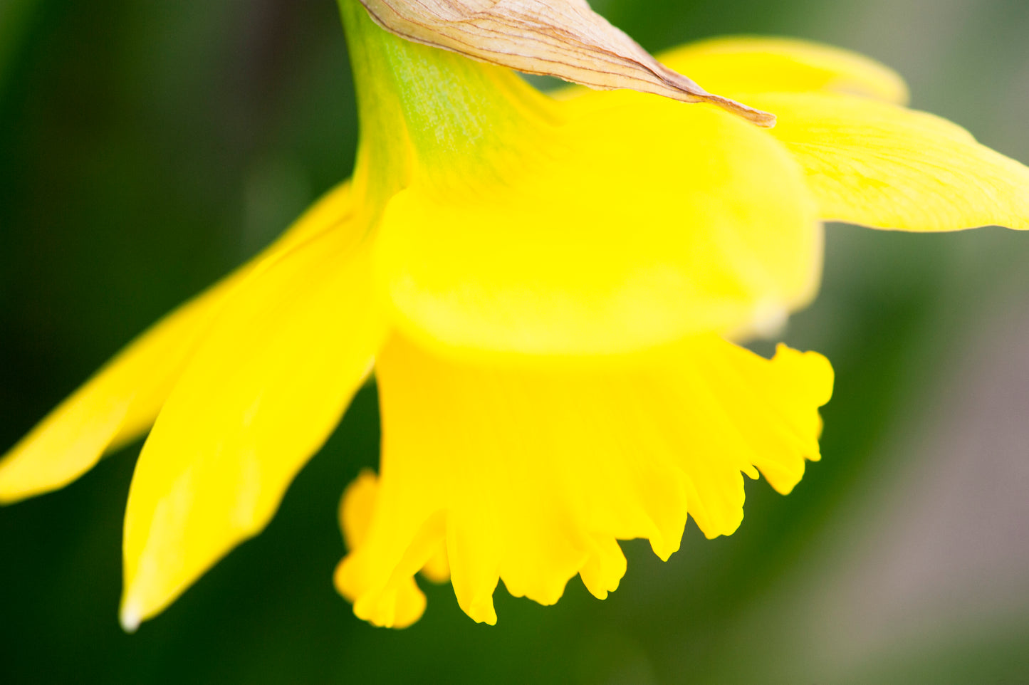 Daffodil's Shyness