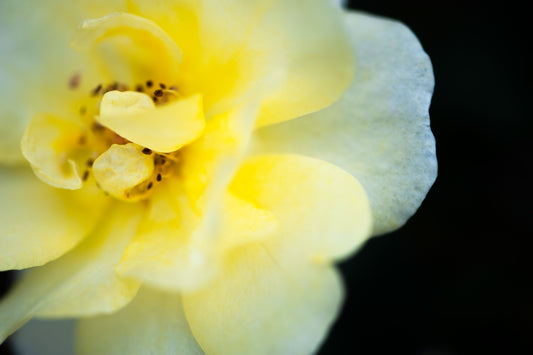 Yellow Rose