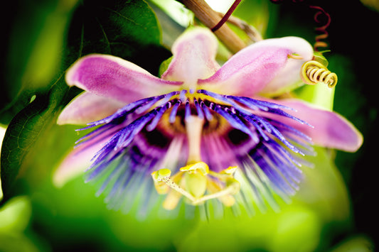 Passion Flower's Delight