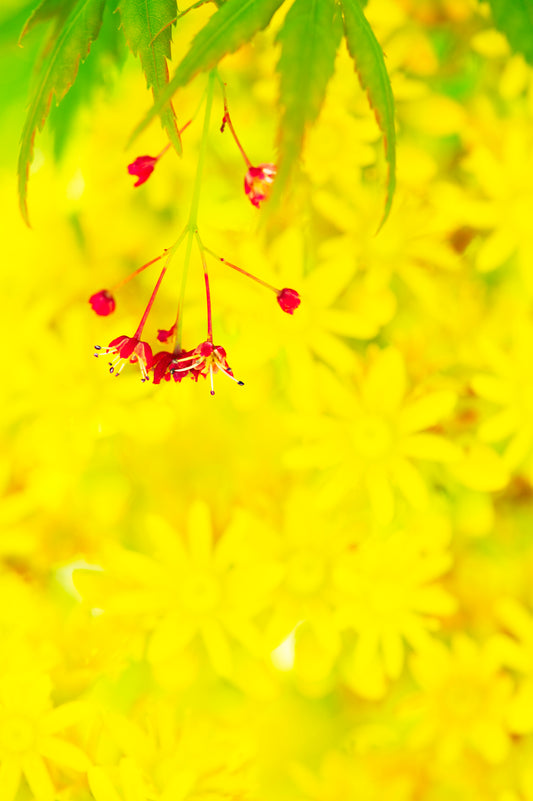 Maple Blooms Surrounded by Succulent Blossoms