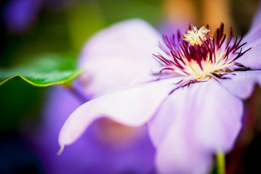 Clematis in Lavender