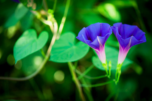 Morning Glories' Kisses