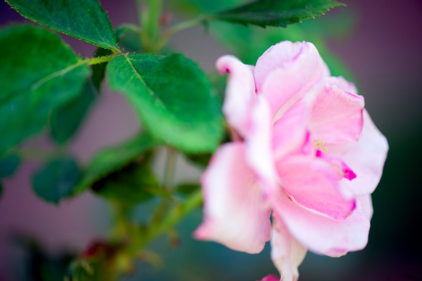 Rose's Blush