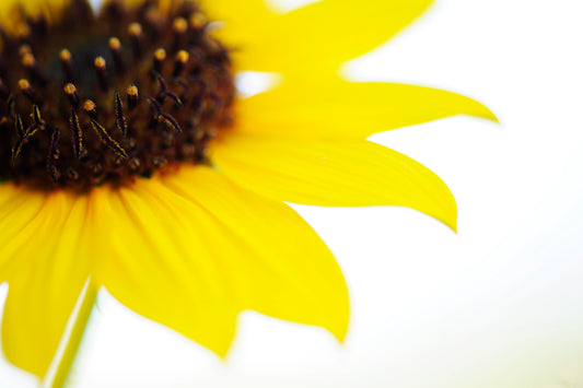 Sunflower Peeking Through