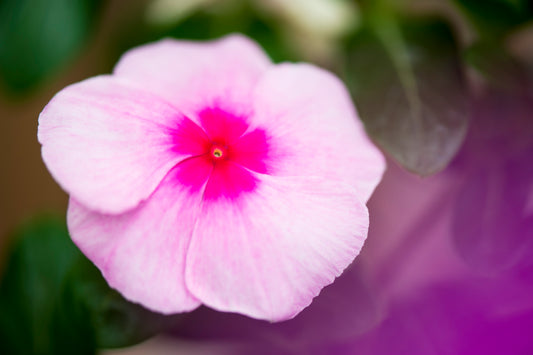 Madagascar Periwinkle's Crush