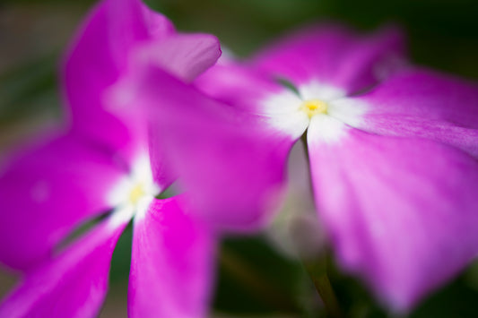 Madagascar Periwinkle's Fancy